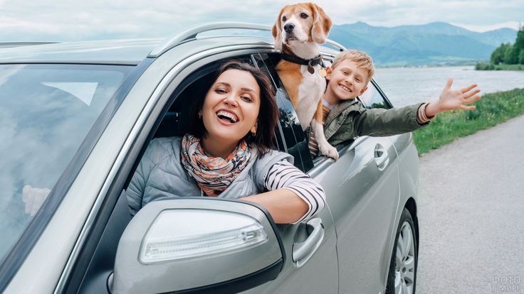 Cars and Pets Car Cushions